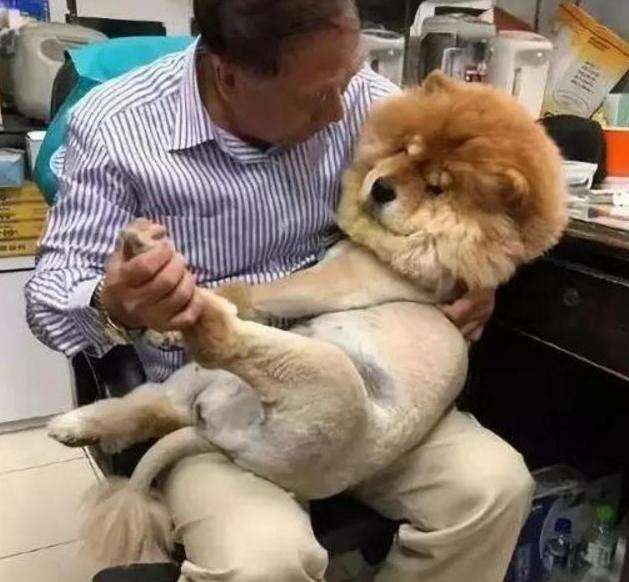 狗狗非正常掉毛解决方法_狗狗季节性掉毛原因_狗狗眼周脱毛？螨虫和自身免疫病