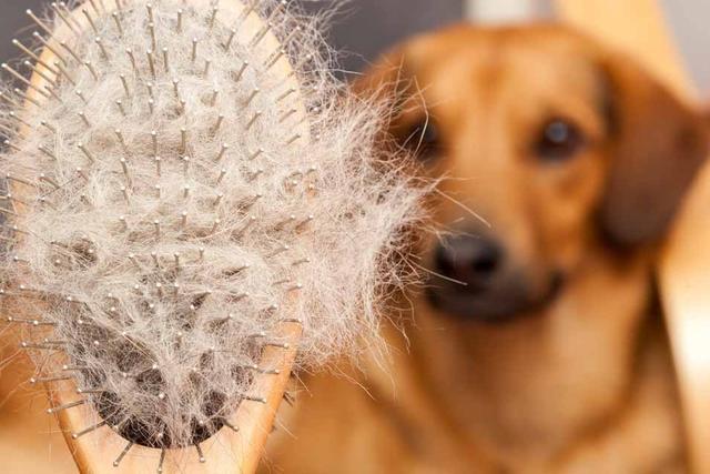 狗狗非正常掉毛解决方法_狗狗季节性掉毛原因_狗狗眼周脱毛？螨虫和自身免疫病
