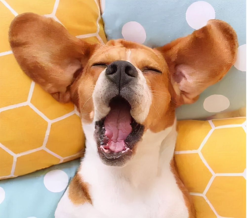 狗狗为什么老打哈欠?这几个原因不妨了解一下-派特超人-宠物