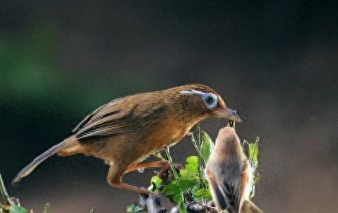 画眉鸟繁殖大揭秘-派特超人-宠物
