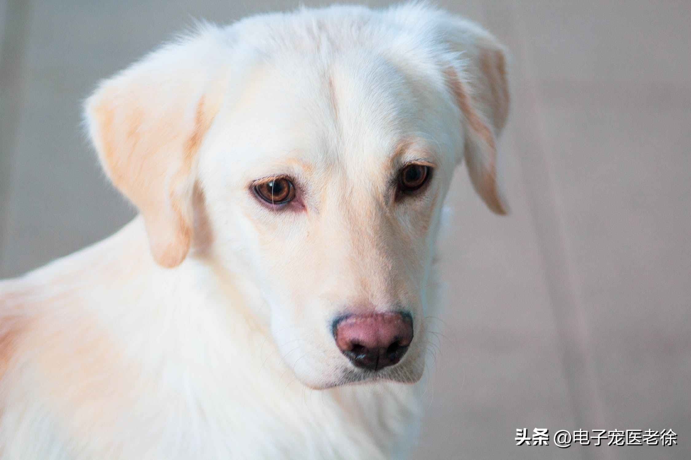 狗狗掉毛原因_狗狗换毛季节应对方法_狗狗眼周脱毛？螨虫和自身免疫病