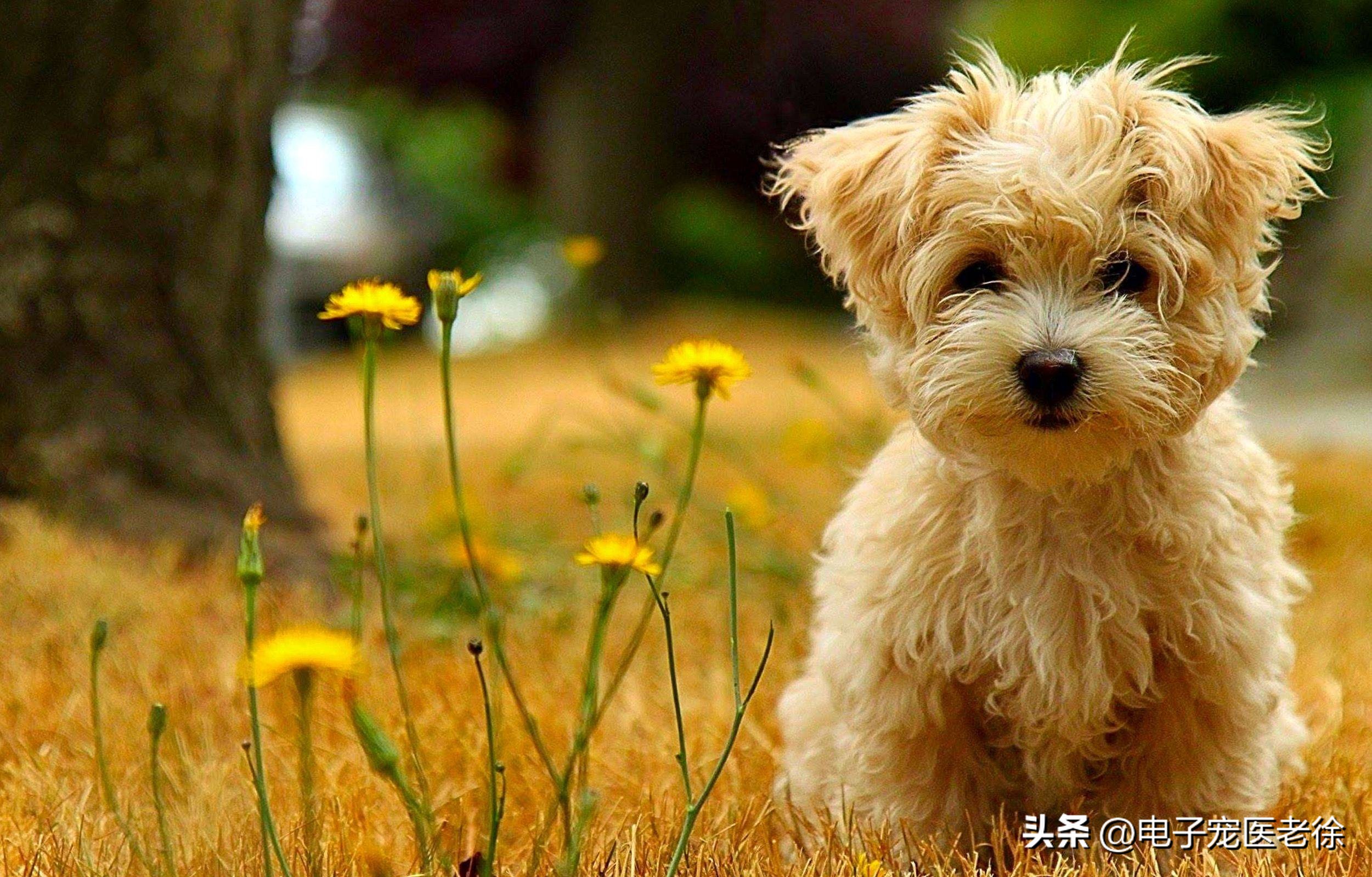 狗狗眼周脱毛？螨虫和自身免疫病_狗狗掉毛原因_狗狗换毛季节应对方法
