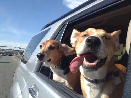 猫咪为什么爱看窗外_狗狗坐车伸出窗外原因_狗狗晕车原因分析