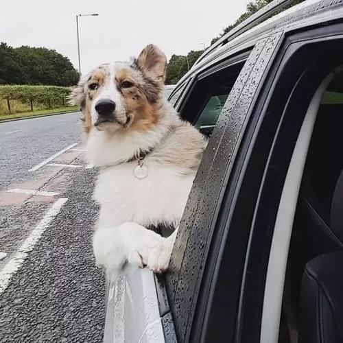 狗狗坐车伸出窗外原因_狗狗晕车原因分析_猫咪为什么爱看窗外