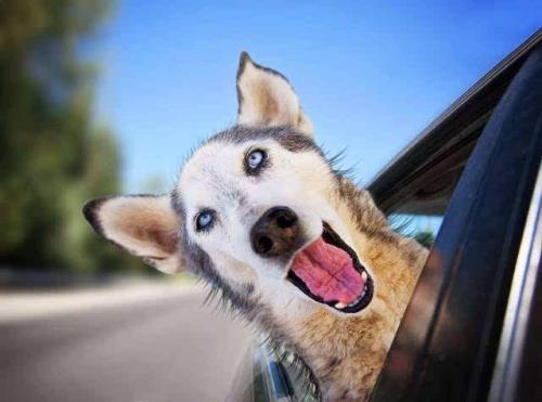 狗狗坐车伸出窗外原因_猫咪为什么爱看窗外_狗狗晕车原因分析