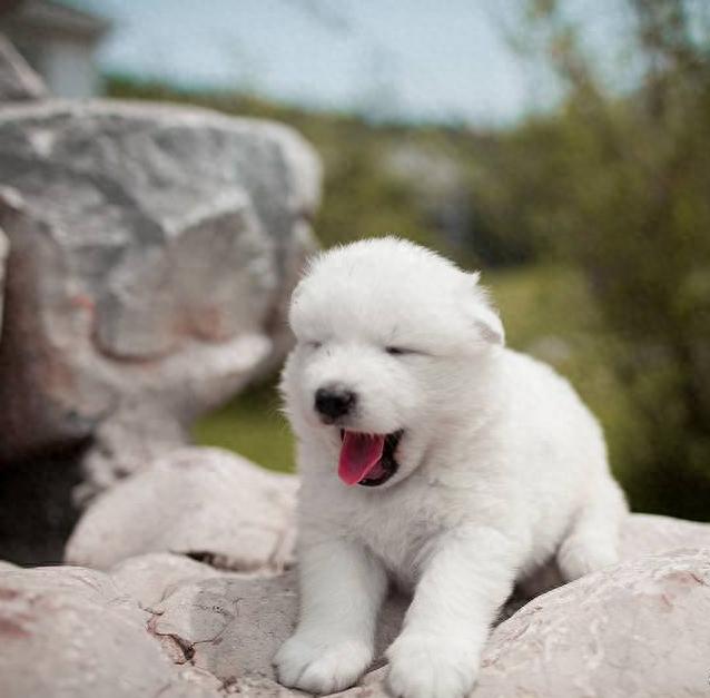 常见的狗狗打哈欠是困啦？狗：这是谁告诉你们的？-派特超人-宠物