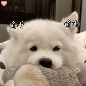 狗狗打哈欠心理学_狗狗打哈欠原因_狗狗频繁打哈欠？压力和疼痛的信号