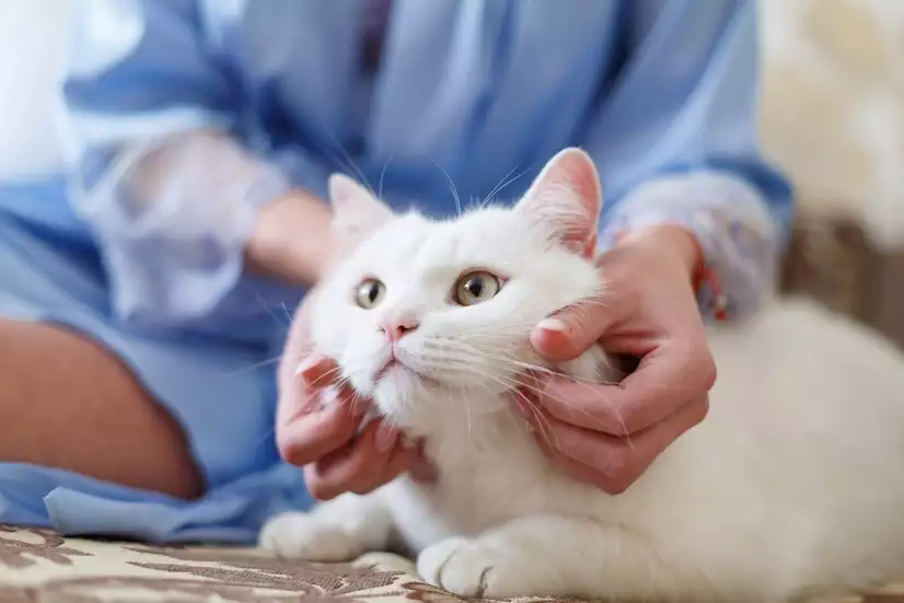猫咪肠胃健康调整_猫咪软便原因_猫咪长期软便可能是食物过敏导致