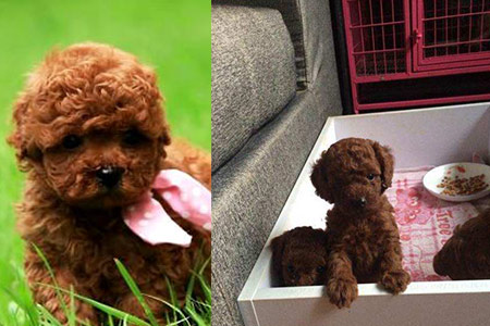 【图】养好泰迪幼犬必知的知识 这样做小狗更健康-派特超人-宠物