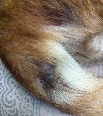 狗狗经常掉毛,到底是什么原因,有什么预防措施?-派特超人-宠物