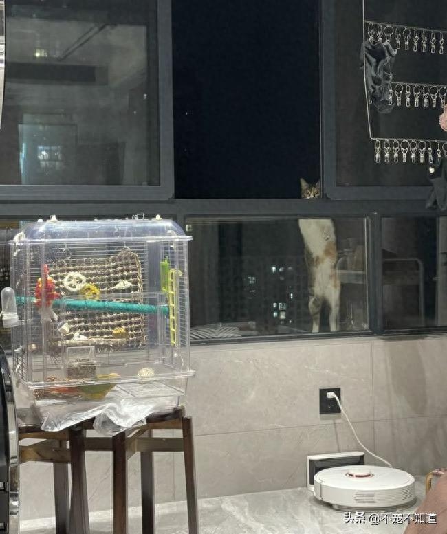 半夜一只猫站在我家窗外,但这是17楼啊-派特超人-宠物