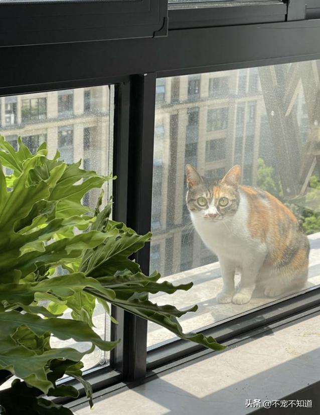 猫咪坠楼原因分析_高层猫咪坠楼事件_猫咪为什么爱看窗外