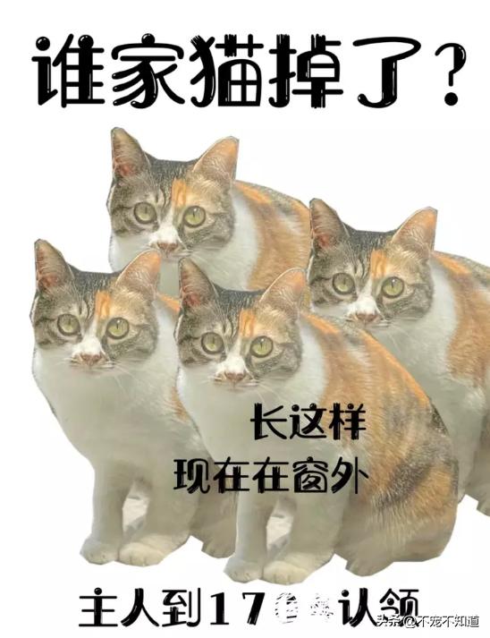猫咪为什么爱看窗外_猫咪坠楼原因分析_高层猫咪坠楼事件