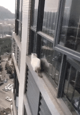 猫咪为什么爱看窗外_高层猫咪坠楼事件_猫咪坠楼原因分析