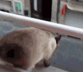 高层猫咪坠楼事件_猫咪为什么爱看窗外_猫咪坠楼原因分析