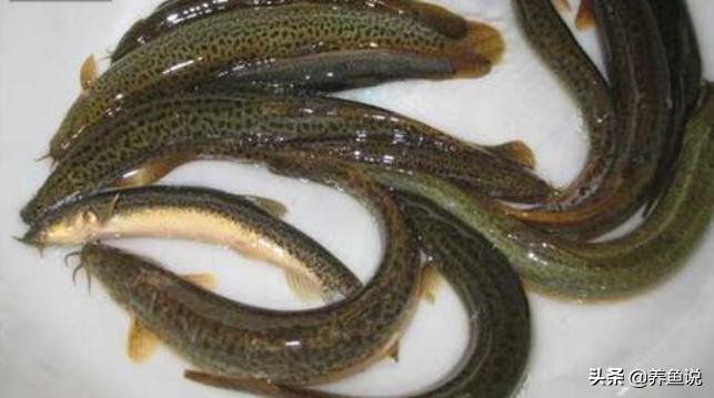 鱼缸底床沉积太久会腐臭,需要这几种水族生物帮活化,也利于养鱼-派特超人-宠物