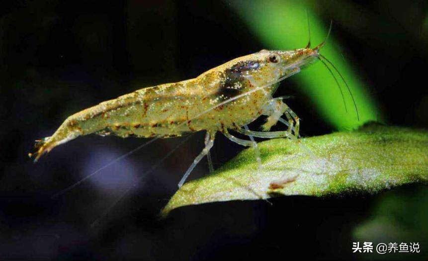 鱼缸底部淤积的危害清理_鱼缸底砂清理_翻砂生物推荐