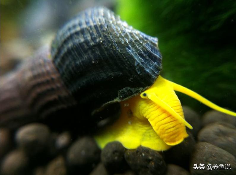 鱼缸底部淤积的危害清理_翻砂生物推荐_鱼缸底砂清理