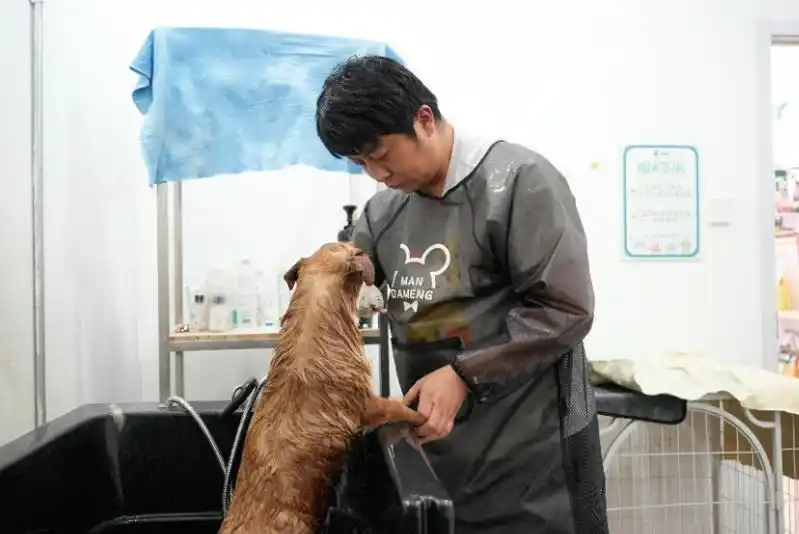 宠物行业消费升级_宠物店加盟经营策略_上门服务如何安抚紧张宠物