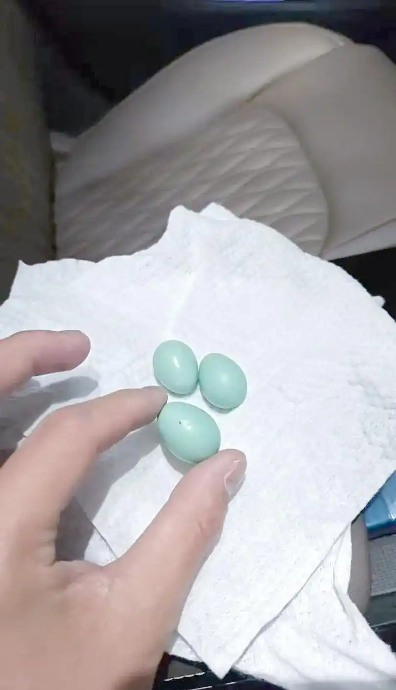 五一假期“捡鸟”热潮与野鸟救助指南-派特超人-宠物