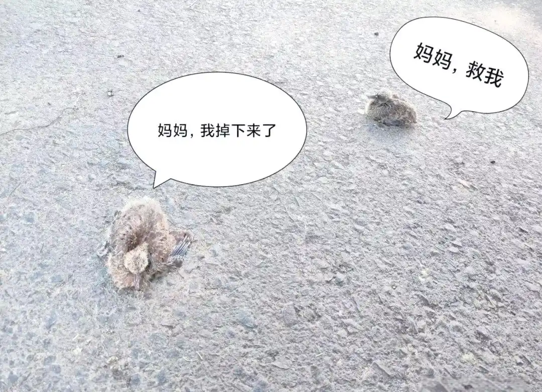 幼鸟坠落处理方式_小鸟体温异常的紧急处理方案_无法飞行鸟类救护方法
