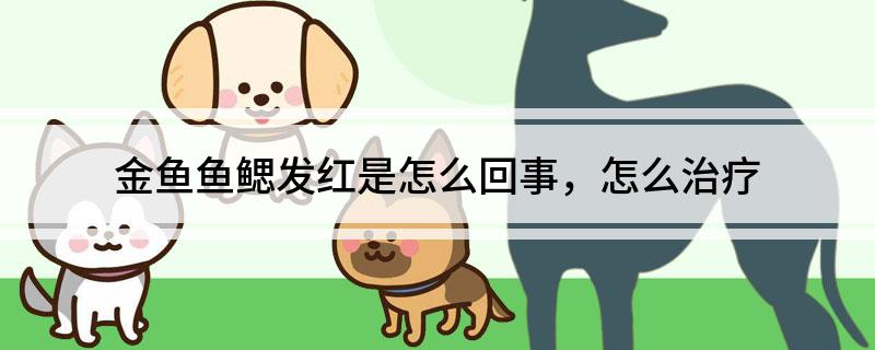 金鱼鱼鳃发红是怎么回事,怎么治疗-派特超人-宠物