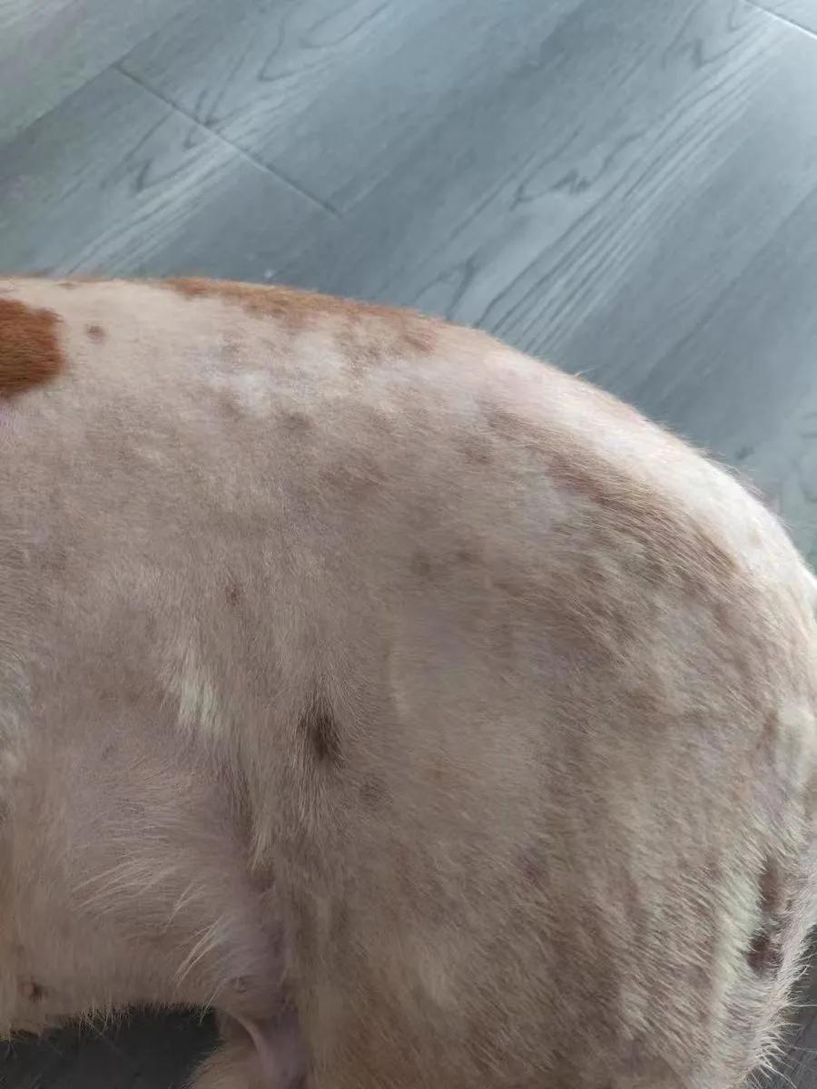 狗狗眼周脱毛？螨虫和自身免疫病_狗狗真菌与螨虫区分方法_狗狗皮肤病治疗