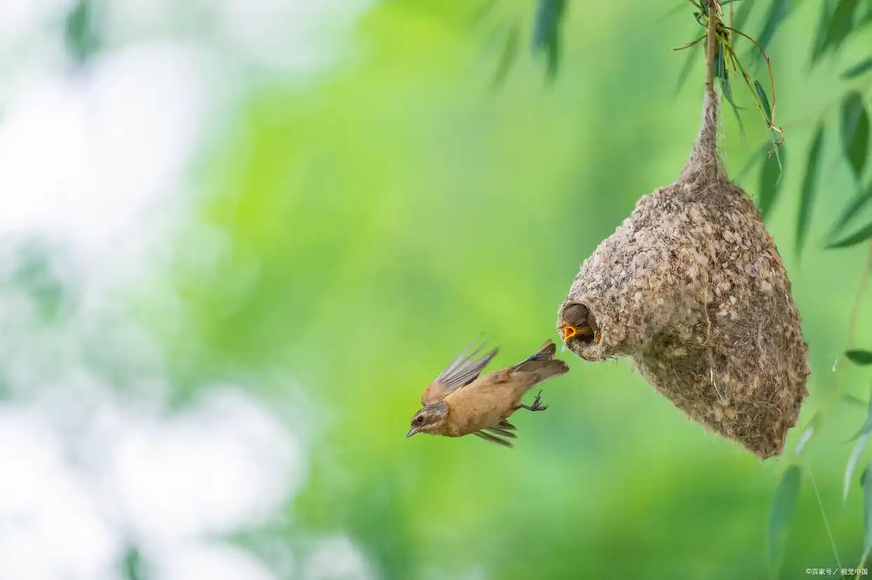 刚生出来的小鸟怎么养活,有什么注意事项?-派特超人-宠物