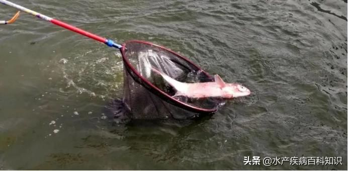 鱼塘淤泥处理方法_鱼缸底部淤积的危害清理_鱼塘淤泥过多害处