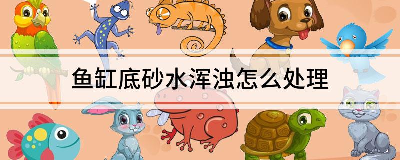 鱼缸水浑浊解决技巧_鱼缸底部淤积的危害清理_鱼缸底砂浑浊处理方法