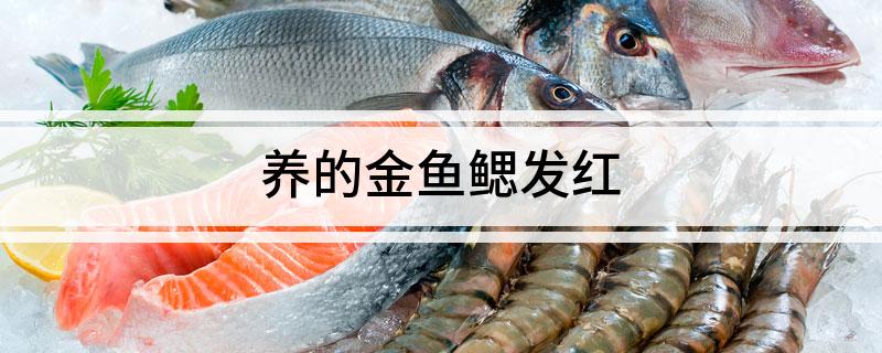 养的金鱼鳃发红-派特超人-宠物