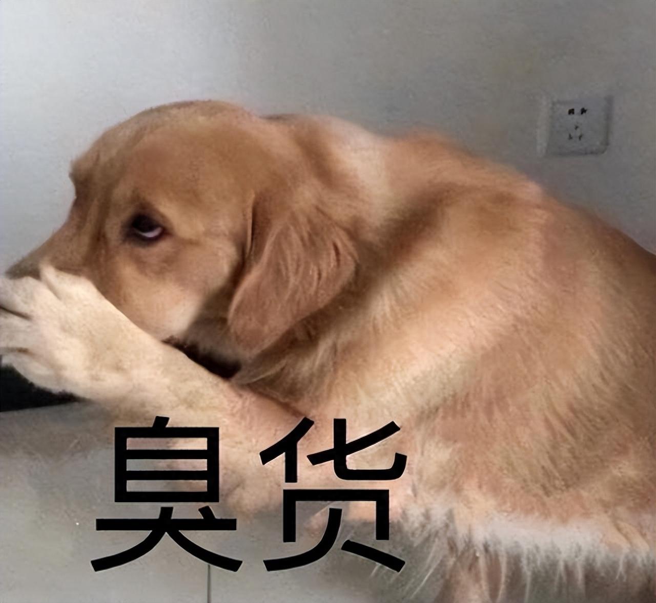 养狗除臭攻略？资深养狗人的5个低价除臭宝典，只需几块钱就搞定-派特超人-宠物