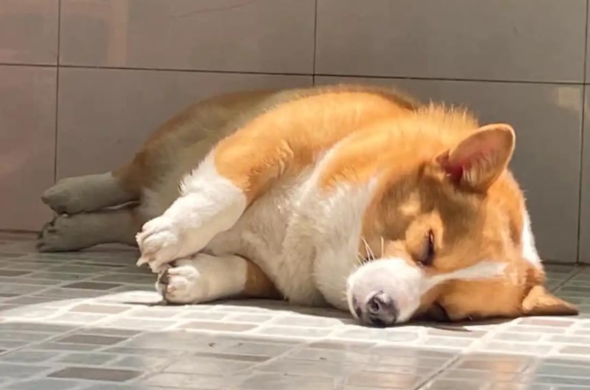 狗狗除臭宝典_洗澡时防止狗狗逃跑的技巧_夏天狗臭味解决方法