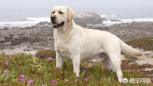 纯种狗狗尾巴形状_狗狗尾巴下垂？脊柱问题的警示_狗狗尾巴特征辨别