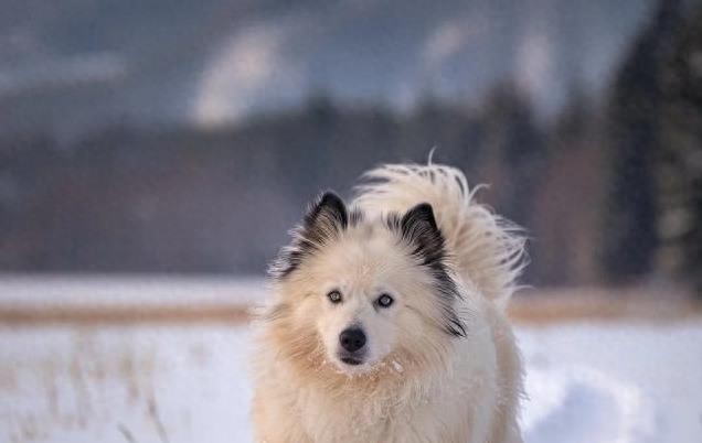 狗毛满屋飞怎么办?换毛季护理有诀窍,学会这几招省心又干净!-派特超人-宠物