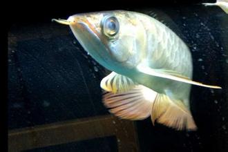 龙鱼蒙眼是什么原因?龙鱼蒙眼怎么治疗?-派特超人-宠物