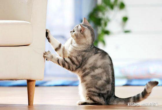如何阻止猫咪抓挠破坏家具:4个方法送给你-派特超人-宠物