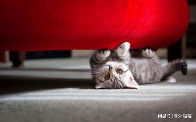 猫抓挠家具原因_如何让猫咪不抓布艺沙发_阻止猫抓挠家具方法
