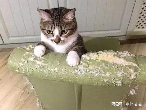 如何让猫咪不抓布艺沙发_猫抓挠家具原因_阻止猫抓挠家具方法