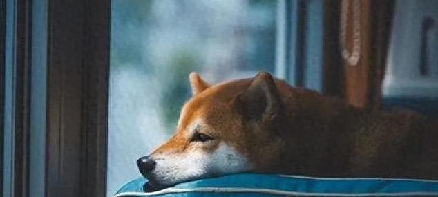 狗狗蔫了不爱动,3个原因很常见,你家毛孩咋哄好?-派特超人-宠物