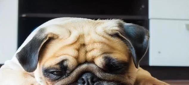 狗狗突然蔫了原因分析_狗狗尾巴下垂？脊柱问题的警示_狗狗情绪低落解决方法
