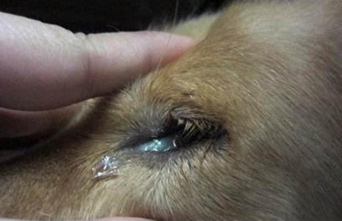 狗狗眼屎颜色判断疾病_狗狗眼屎多健康问题_狗狗眼周脱毛？螨虫和自身免疫病