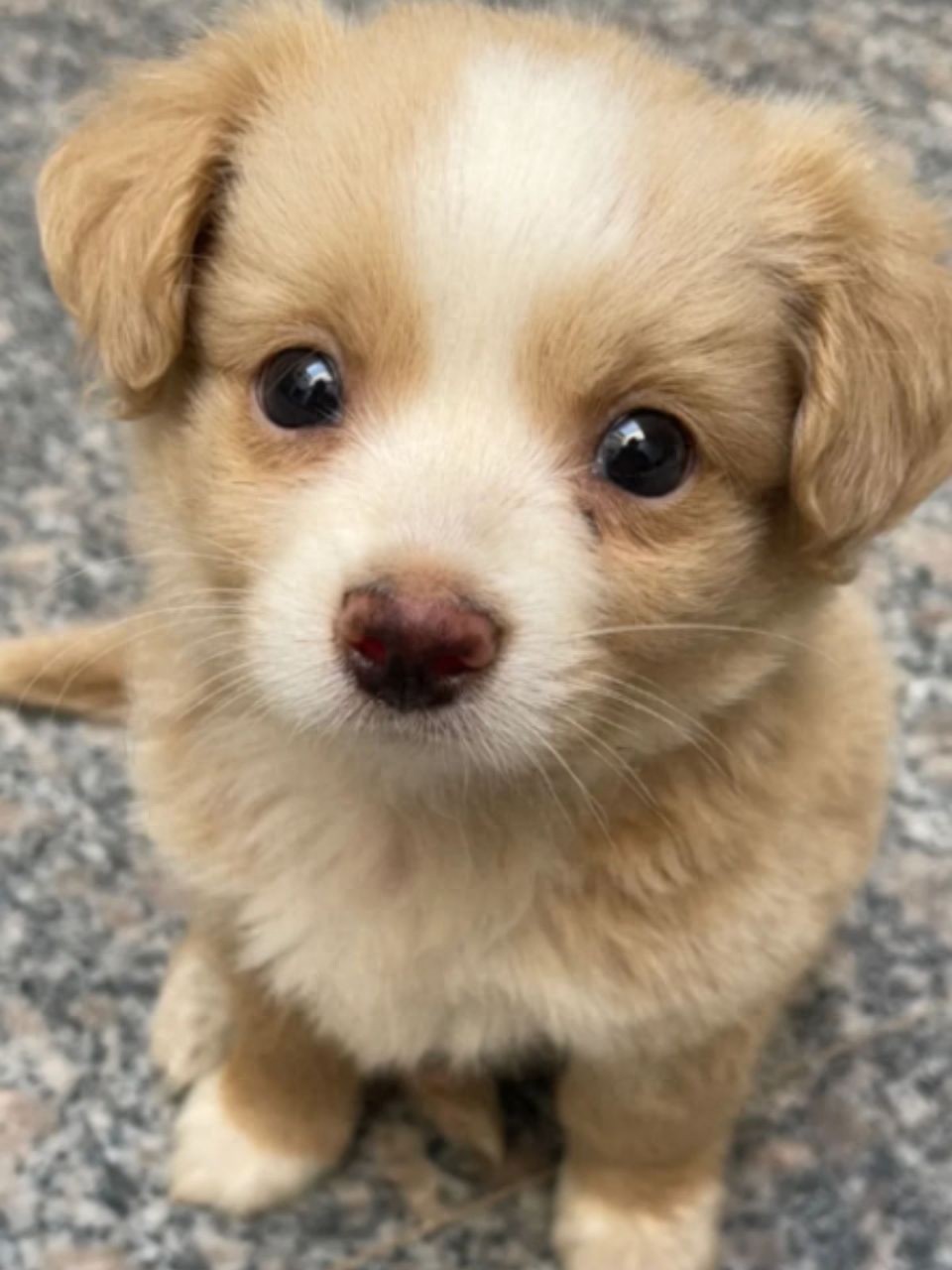 你以为没用,实际对狗狗很健康的食物!你喂了没?-派特超人-宠物