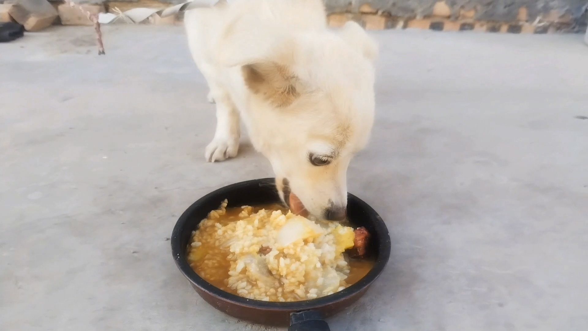 蔬菜辅食对狗狗的好处_狗狗粪便呈绿色？饮食和消化问题_狗狗健康食材