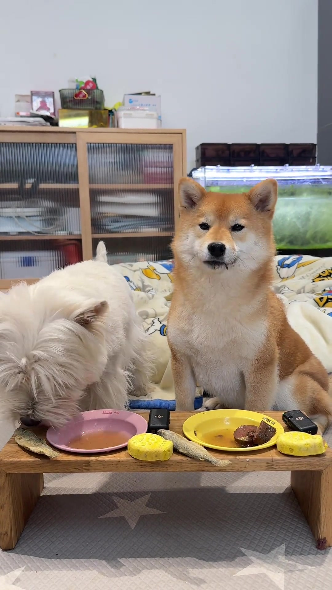 蔬菜辅食对狗狗的好处_狗狗粪便呈绿色？饮食和消化问题_狗狗健康食材