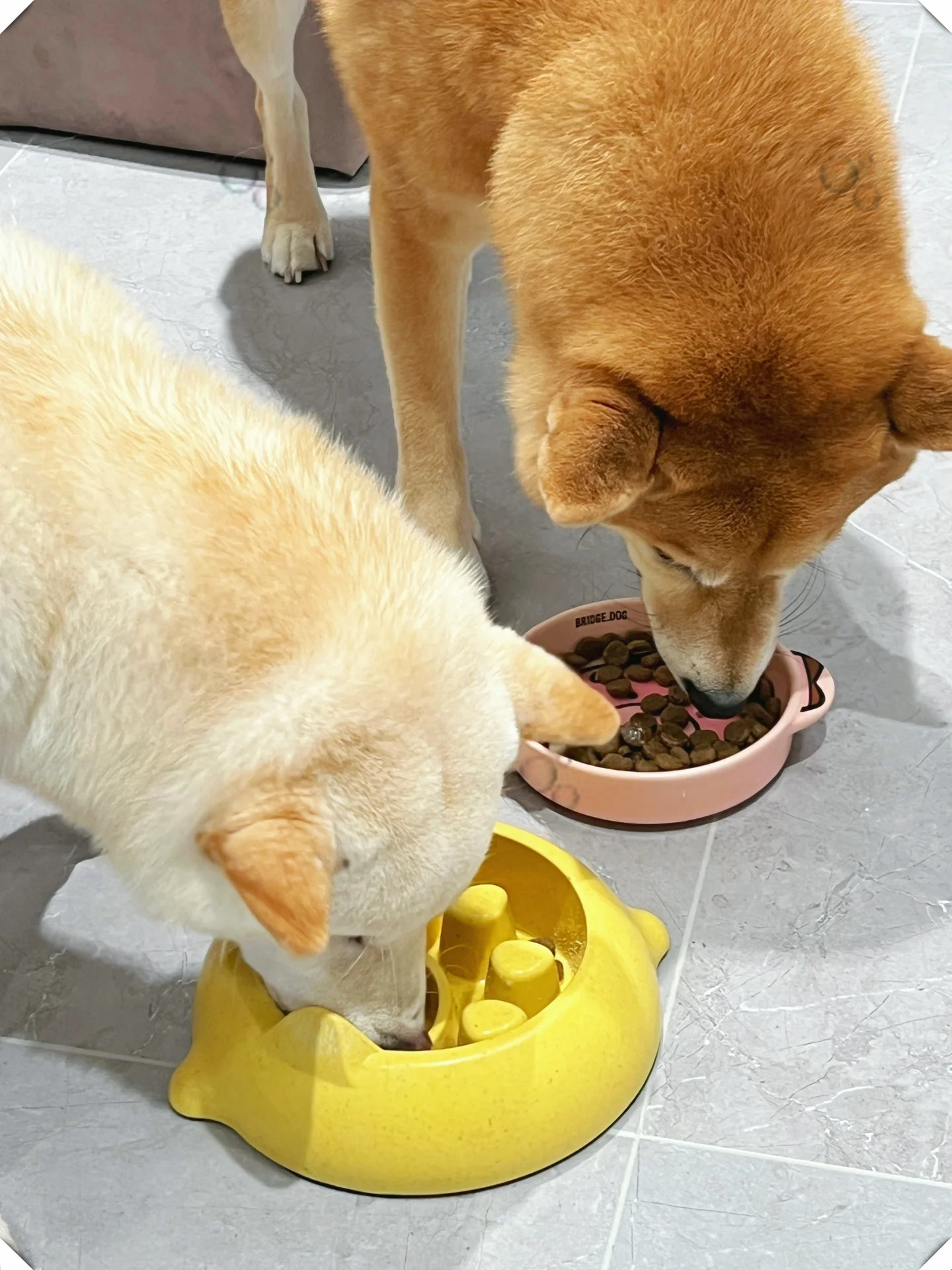 狗狗健康食材_狗狗粪便呈绿色？饮食和消化问题_蔬菜辅食对狗狗的好处