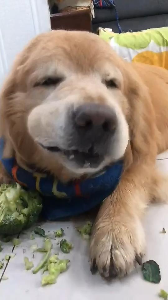 狗狗粪便呈绿色？饮食和消化问题_蔬菜辅食对狗狗的好处_狗狗健康食材