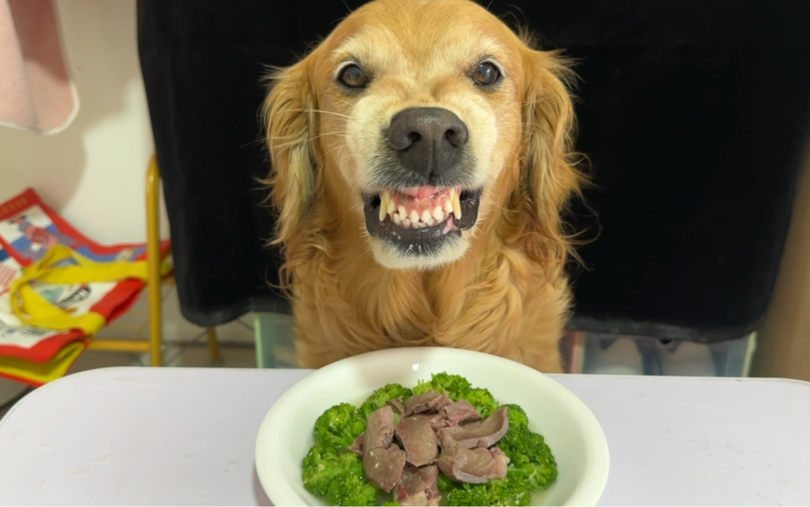 狗狗健康食材_蔬菜辅食对狗狗的好处_狗狗粪便呈绿色？饮食和消化问题