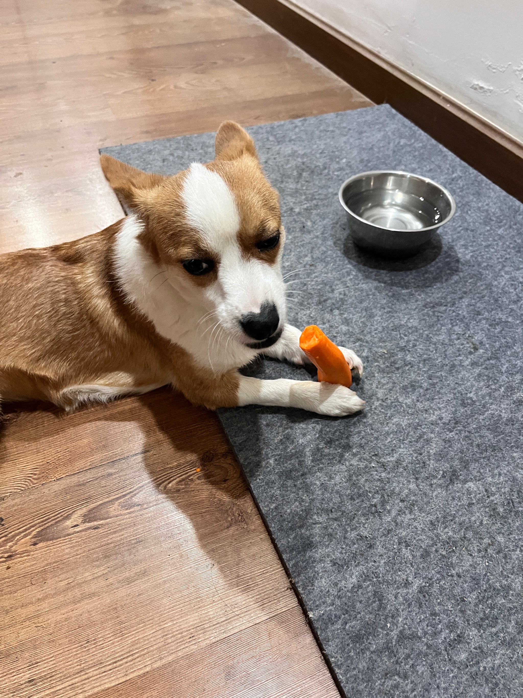 狗狗粪便呈绿色？饮食和消化问题_蔬菜辅食对狗狗的好处_狗狗健康食材
