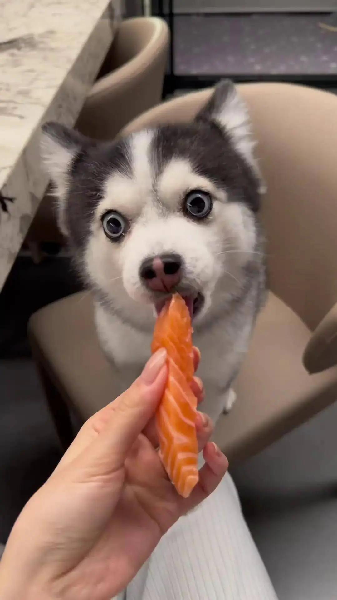 蔬菜辅食对狗狗的好处_狗狗粪便呈绿色？饮食和消化问题_狗狗健康食材